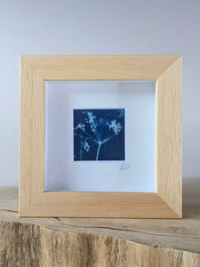 Cowparsley II Mini Cyanotype