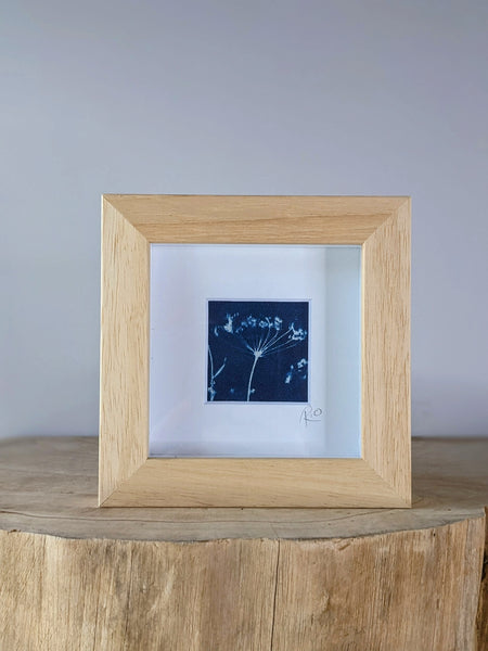 Cow Parsley Mini Cyanotype